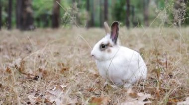 Sonbahar günü kuru çimlerin üzerinde duran küçük beyaz tavşan. Genç sevimli tavşan ormanda oynuyor.. 