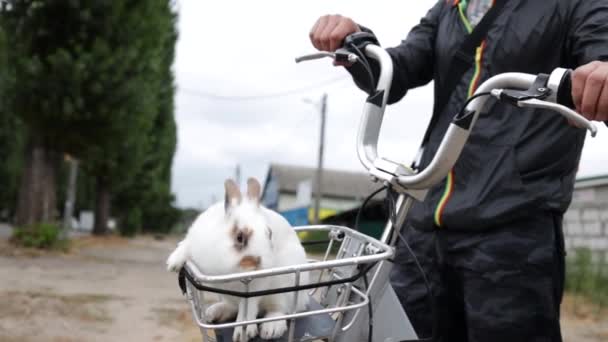 Weißes Kaninchen Der Frischen Luft Nahaufnahme Reisender Mit Seinem Haustier — Stockvideo