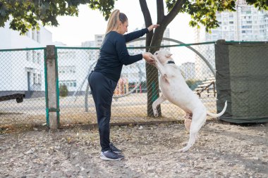 Parkta Amerikalı bir kabadayı köpeğini eğiten kadın.. 
