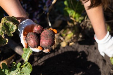 Eller topraktan taze organik patates topluyor.