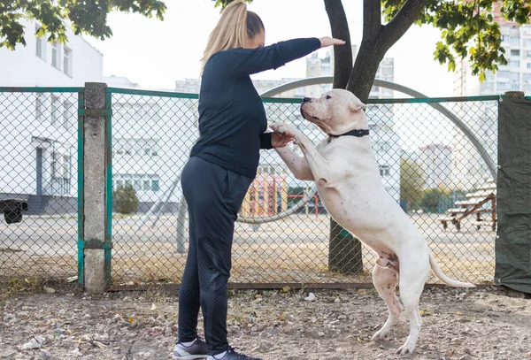 Woman training a american bully XL dog in the park.
