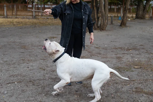 Woman training a american bully XL dog in the park.