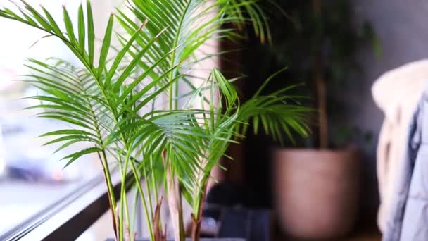 大房子种植 小棕榈蕨类植物 盆中有大绿叶 窗户附近的高大树屋 — 图库视频影像