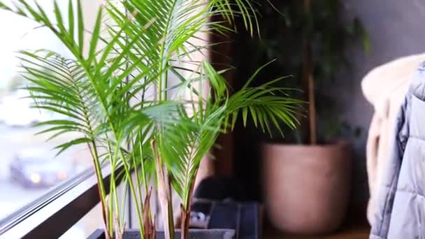 大房子种植 小棕榈蕨类植物 盆中有大绿叶 窗户附近的高大树屋 — 图库视频影像