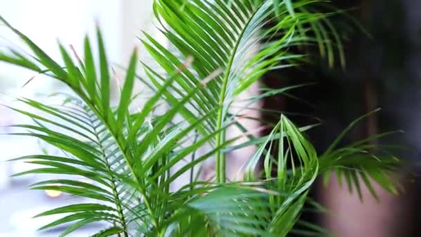 Stor Krukväxt Liten Palmväxt Med Stora Gröna Blad Kruka Hög — Stockvideo
