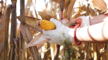 Çiftçi, mısır tarlalarının durumunu inceler, elindeki ürünleri kurutulmuş mısır bitkilerinin arasında çevirir. İklim değişikliği ve kurak mevsim nedeniyle hasat zamanı kaybı.