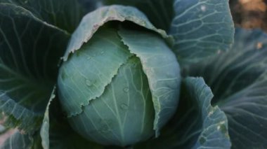 Tanınmayan bir kadının çiftçisi tarafından bahçeden koparılmış bir lahana kafasının yukarıdan görünüşü. Bereketli toprak iyi bir hasat sağlar. Hasat başladı..