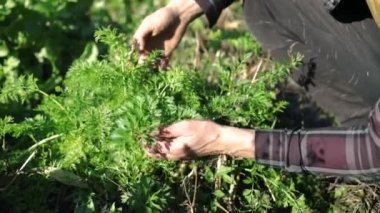Bahçedeki taze havuçlar. Sıraya dizilmiş havuç çalıları. Kırsal bölgelerde sebze yetiştiriyor. Bitkilerin bakımı ve tedavisi. 