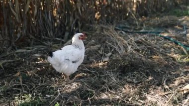 Beyaz tavuklar avluda yiyecek arıyorlar. Tarım endüstrisi. Tavuk yetiştiriyorum. Doğadaki tavuklara yakın çekim. Serbest çiftlikteki evcil kuşlar. Bahçede oynuyorlar..