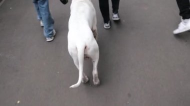 Amerikan Staffordshire Terrier köpeği ile şehir parkında yürüyen bir kadının yakın çekimi. Kadın sahibi dışarıda yetişkin köpeğini kontrol etmek için tasma kullanıyor..