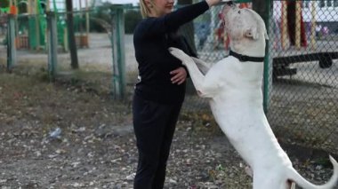 Parkta Amerikan Staffordshire Teriyeri eğiten bir kadın.. 