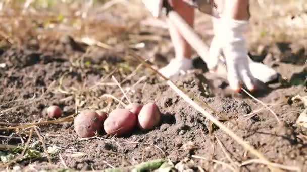 Φρέσκια Βιολογική Πατάτα Αγρότης Συλλέγει Πατάτες Υγιεινή Τροφή Βιταμίνες Έτοιμοι — Αρχείο Βίντεο