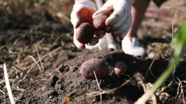 Verse Biologische Aardappel Boer Verzamelt Aardappelen Gezond Voedsel Met Vitaminen — Stockvideo