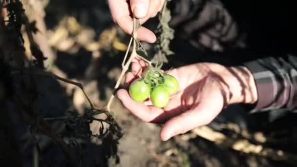 Bouquet Vert Tomates Poussant Dans Lit Jardin Sur Une Ferme — Video