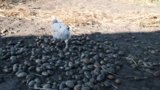 白母鸡在院子里觅食 农业工业 大自然中的鸡的特写 在一个自由牧场上的家养鸟 他们在院子里玩 — 图库视频影像