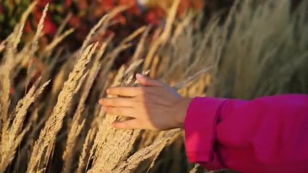 Slow Motion Female Hand Touches Tops Feather Grass Which Shines — Stock Video