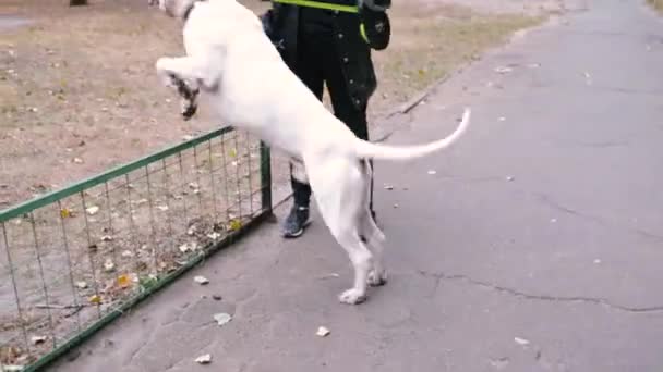 公園でアメリカン スタッフォードシャー テリアを訓練する女性 女性は彼女の混合犬に命令を与える — ストック動画