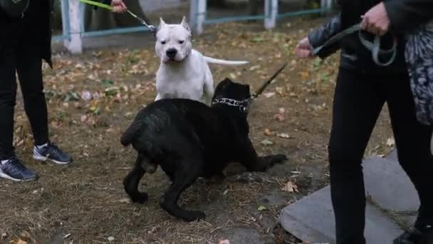 Treffen Zwei Hunde Für Einen Spaziergang Park Gassigehen Mit Den — Stockvideo