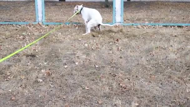 美国斯塔福德郡公园里的土拨鼠在草地上拉屎 狗拉屎 狗在草地上大便 然后走开了 — 图库视频影像