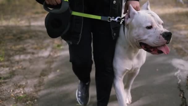 在城市公园和她的美国斯塔福德郡猎狗一起散步的女人的近身镜头 女主人用皮带在户外控制成年狗 — 图库视频影像