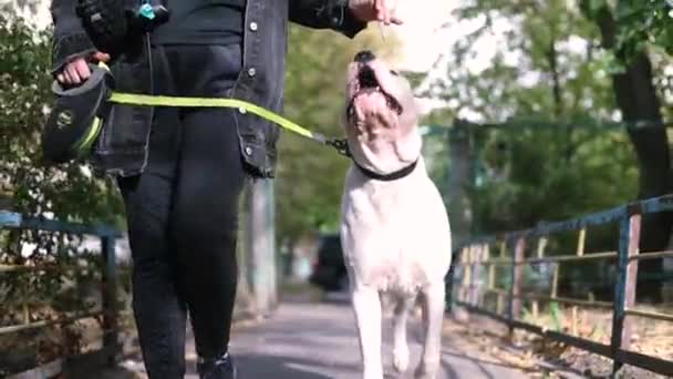 Κοντινό Πλάνο Μιας Γυναίκας Που Περπατάει Τον Αμερικάνο Σκύλο Της — Αρχείο Βίντεο