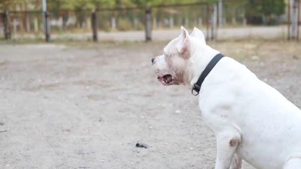 Vrouw Traint Een Amerikaanse Staffordshire Terrier Het Park — Stockvideo