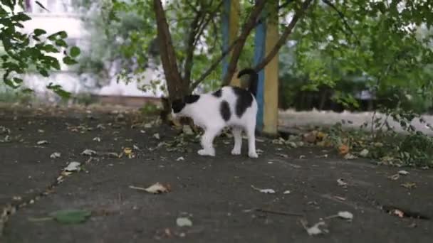 Porträtt Hemlös Vit Katt Söt Gatukatt Som Leker Träd Ett — Stockvideo