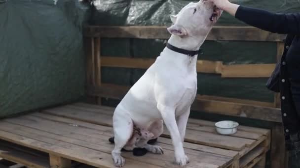 Γυναίκα Εκπαίδευση Μια Αμερικανική Staffordshire Terrier Στο Πάρκο — Αρχείο Βίντεο