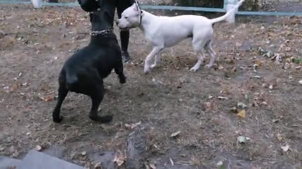 Két Kutyával Sétálni Parkban Kutyasétáltatás Két Amerikai Staffordshire Terrier Kutya — Stock videók