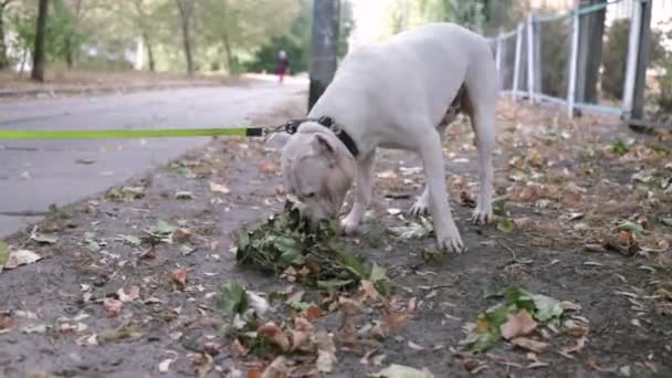 Großaufnahme Einer Frau Die Mit Ihrem American Staffordshire Terrier Stadtpark — Stockvideo