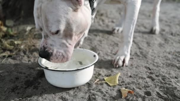 美国斯塔福德郡猎狗从它的户外碗里喝水 快乐狗在后院玩乐 — 图库视频影像