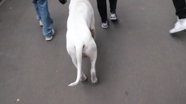 在城市公园和她的美国斯塔福德郡猎狗一起散步的女人的近身镜头 女主人用皮带在户外控制成年狗 — 图库视频影像