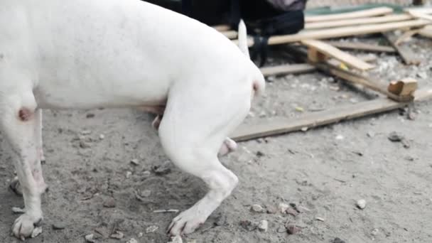 Белая Собака Лабрадор Виляет Хвостом — стоковое видео