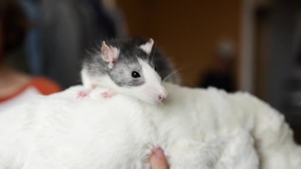 Ratón Arrastra Sobre Cabeza Una Persona Concepto Confianza Entre Animal — Vídeos de Stock
