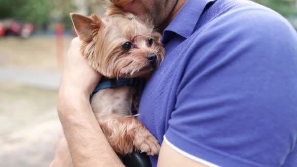 Hombre Paseo Con Perro Pequeño Que Sostiene Las Manos Perro — Vídeos de Stock