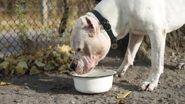 Американский Стаффордширский Терьер Пьет Воду Своей Наружной Чаши Счастливая Собака — стоковое видео