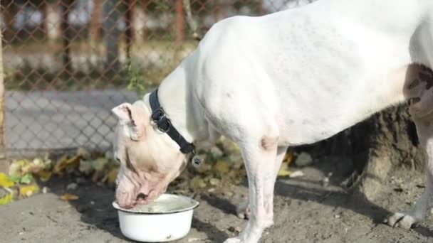 Amerykański Staffordshire Terrier Dog Drinks Water Out His Outdoors Bowl — Wideo stockowe