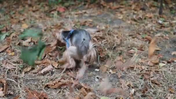 Kleine Yorkshireterrierhündchen Stapfen Auf Dem Bürgersteig Das Problem Der Fäkalienreinigung — Stockvideo