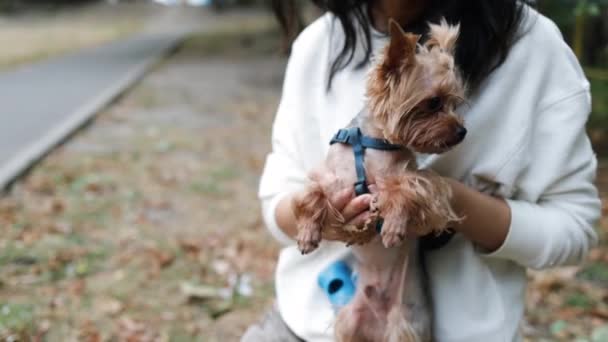 Flicka Promenad Med Liten Hund Som Håller Honom Händerna Husdjur — Stockvideo