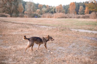 Sonbahar ormanındaki köpek. Köpek sonbahar parkında koşar..