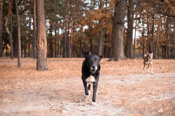 Dog in the autumn forest. The dog runs through the autumn park.
