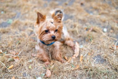 Yorkshire Teriyeri parkta tasmalı. Seçici odak.
