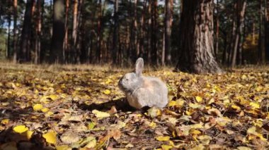 Büyüleyici gri evcil tavşan sonbahar yapraklarıyla ormanda oturur..