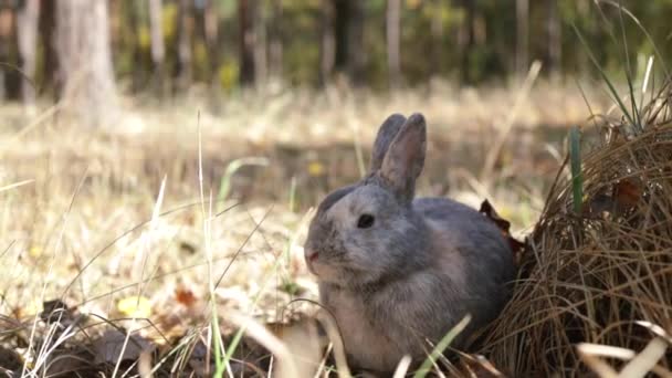 Büyüleyici Gri Evcil Tavşan Sonbahar Yapraklarıyla Ormanda Oturur — Stok video