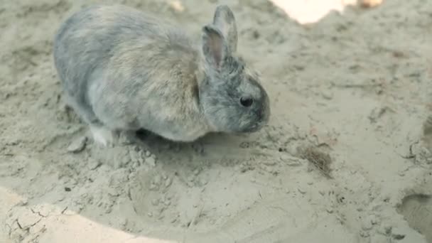 Cute Cottontail Bunny Digs Cool Sand Reclines Hot Summer Day — Stock video