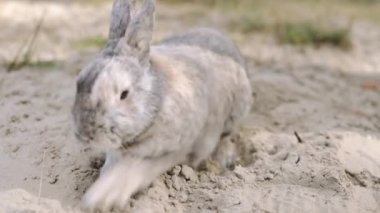 Şirin pamuk kuyruklu tavşan serin kumu kazıyor, sıcak yaz gününde yaslanıyor.