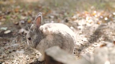 Büyüleyici gri evcil tavşan sonbahar yapraklarıyla ormanda oturur..