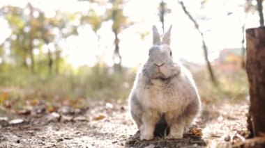 Büyüleyici gri evcil tavşan sonbahar yapraklarıyla ormanda oturur..
