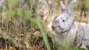 Gri evcil tavşan sonbahar yapraklarıyla ormanda ot yiyor..