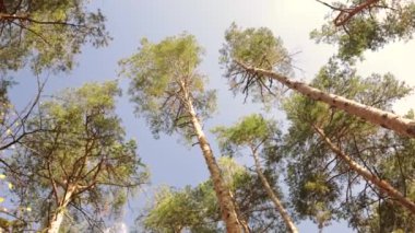 Akşamüstü güneşli yeşil ağaçların manzarası. Ormanda büyük yeşil ağaçlarla yürüyorum. 